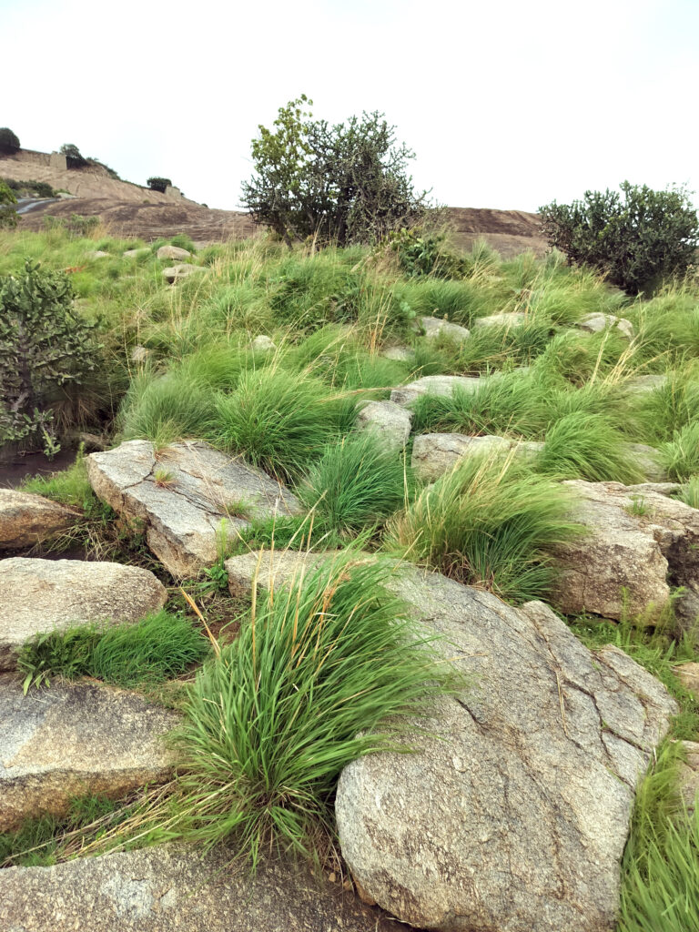 Fresh Lemon Grass on the montain of Channarayana Durga Fort