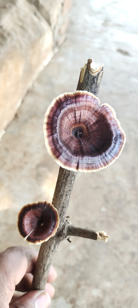 Microporus xanthopus is a species of fungus